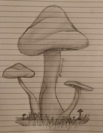 Mushroom Sketch Mushroom Sketch